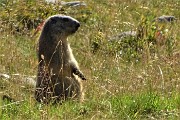 53 Marmotta in sentinella (allo zoom)